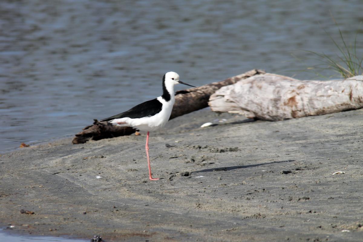 Pied Stilt (Himantopus himantopus)